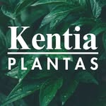 Kentia Plantas